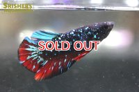 ベタ　ハーフムーンプラガット スターリースカイ オス（セレクト品） 