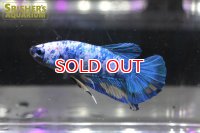 ベタ　ハーフムーンプラガット オス（セレクト品） 