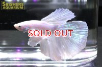 スーパーデルタ・ベタ・ダンボ・オス プラチナホワイト