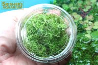 水草 国産リシア カップ