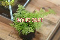 観葉植物 ネフロレピス　コットンキャンディ