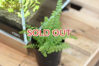 観葉植物 ネフロレピス　‘ダッフィー’