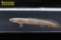 ポリプテルス　セネガルス　マーブル
