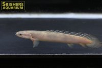 ポリプテルス　セネガルス　マーブル