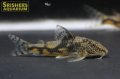 スクレロミスタックス　バルバータス（サンダータイプ）