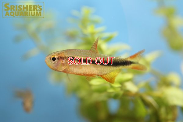 画像4: グリーンラインラピステトラ