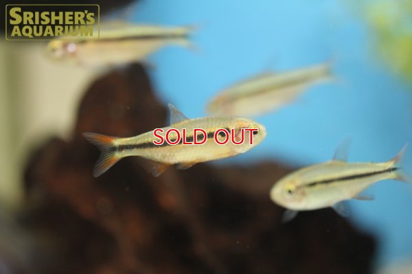 画像6: グリーンラインラピステトラ