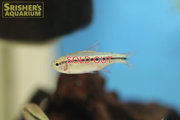 画像5: グリーンラインラピステトラ