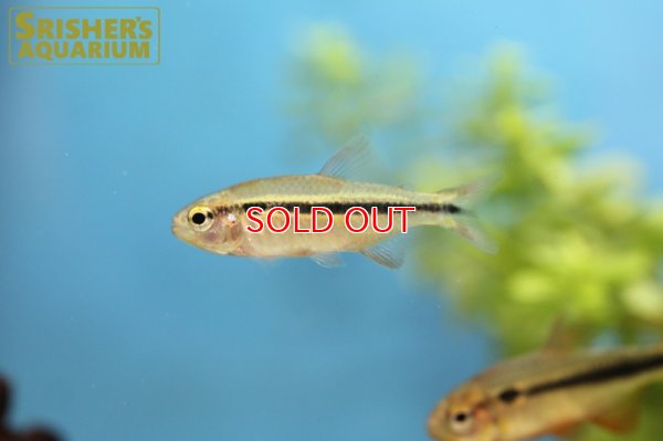 画像7: グリーンラインラピステトラ