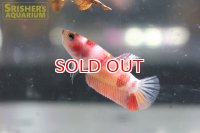 ベタ　プラガット　キャンディ　メス