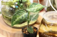 観葉植物　アグラオネマ　ピクタム（組織培養株）