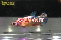 ベタ　プラガット　キャンディ　メス