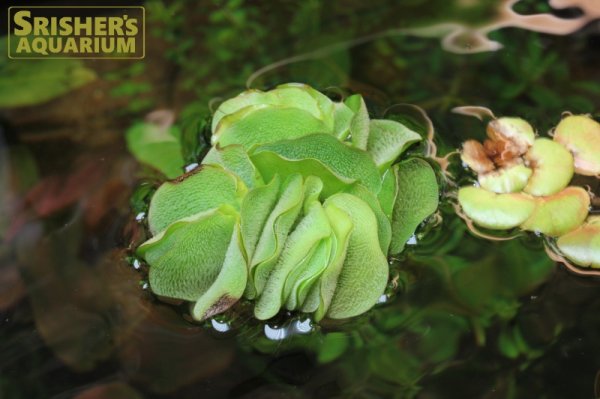 画像3: 水草 オオサンショウモ（サルビニア・ナタンス） 浮き草１個