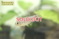 ピンクレモンテトラ WILD