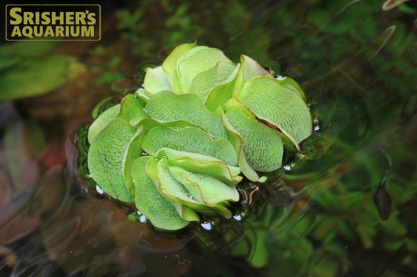 画像2: 水草 オオサンショウモ（サルビニア・ナタンス） 浮き草１個