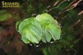 水草 オオサンショウモ（サルビニア・ナタンス） 浮き草１個