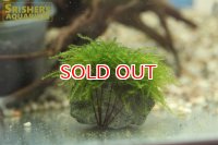 水草 国産ウィーピングモス　石付　Ｓサイズ