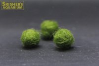 国産マリモ　超ミニサイズ