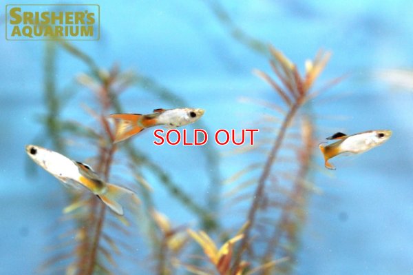 画像6: エンドラーズ　エル　シルバラド　オス