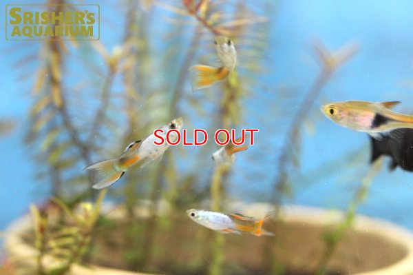 画像5: エンドラーズ　エル　シルバラド　オス