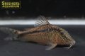 コリドラス SP.ナルク