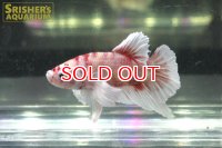ハーフムーンプラガットベタ　ダンボ　キャンディ（ニモ）オス