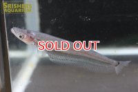 ウィスカーシートフィッシュ