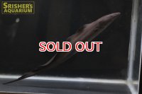 ジムナーカス