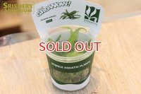 水草 モウセンゴケ アデラエ GROWOW