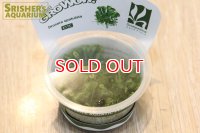 水草 コモウセンゴケ GROWOW