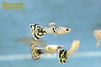 タイガーハーフムーンモザイクグッピー（ペア）