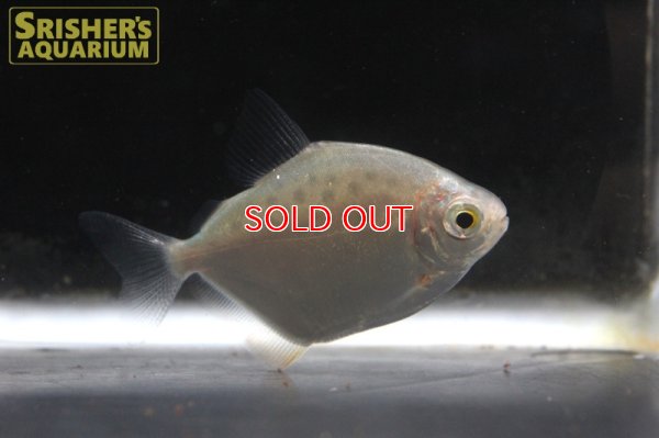 画像1: トップフィンスポッテッドメチニス