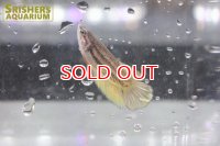 ハーフムーン ベタ メス