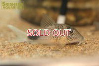 コリドラス　オウラスティグマII