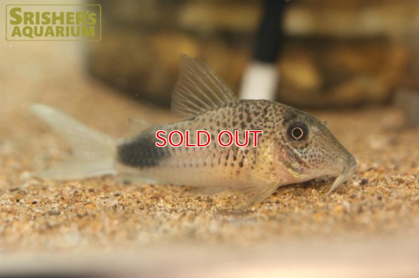 画像1: コリドラス　オウラスティグマII