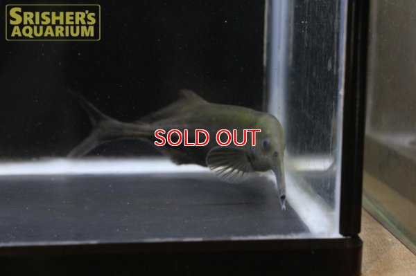 画像3: ロングノーズエレファント（コンプレシロストリス）