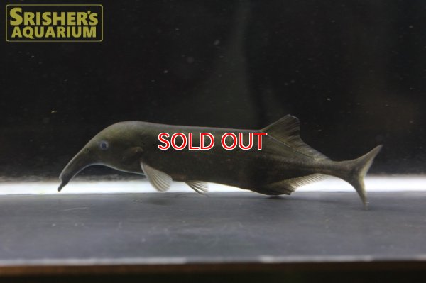 画像4: ロングノーズエレファント（コンプレシロストリス）