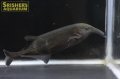 ロングノーズエレファント（リンコフォルス）