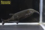 ロングノーズエレファント（リンコフォルス）