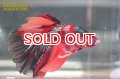 ベタ　ハーフムーン オス 