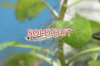 ゼブラダニオ　WILD