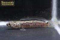 チャンナ リムバータ ダルメシアン n-2