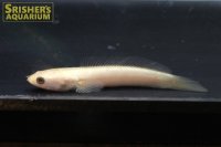 チャンナ リムバータ ゴールデン