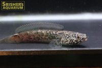 チャンナ リムバータ ダルメシアン n-1