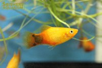 ネオンゴールドミッキーマウスプラティ