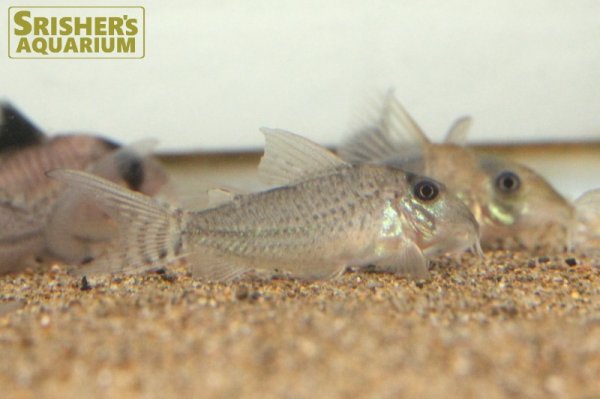 画像6: コリドラス sp.CW164 (ブリード)