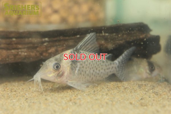 画像1: コリドラスSP.ジュタイ