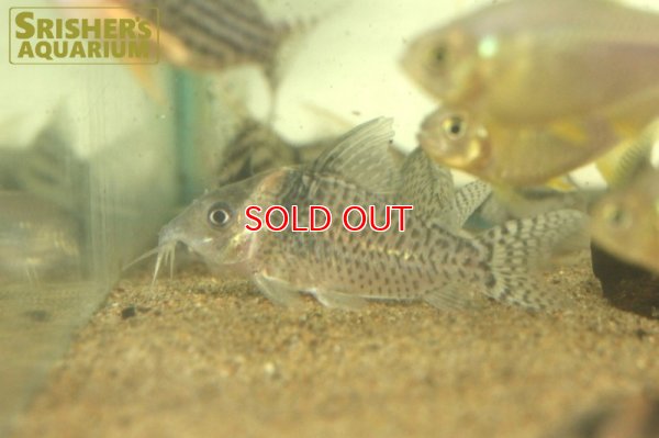 画像3: コリドラスSP.ジュタイ