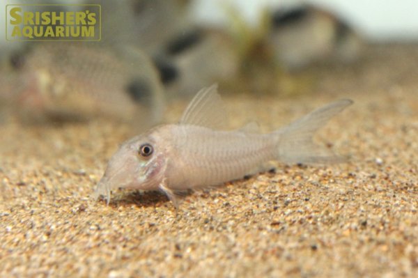 画像7: コリドラス sp.CW164 (ブリード)