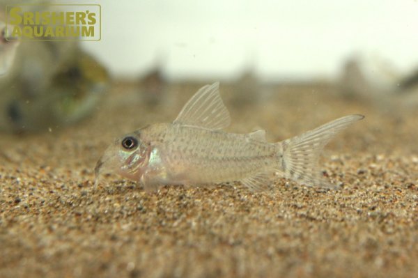 画像4: コリドラス sp.CW164 (ブリード)